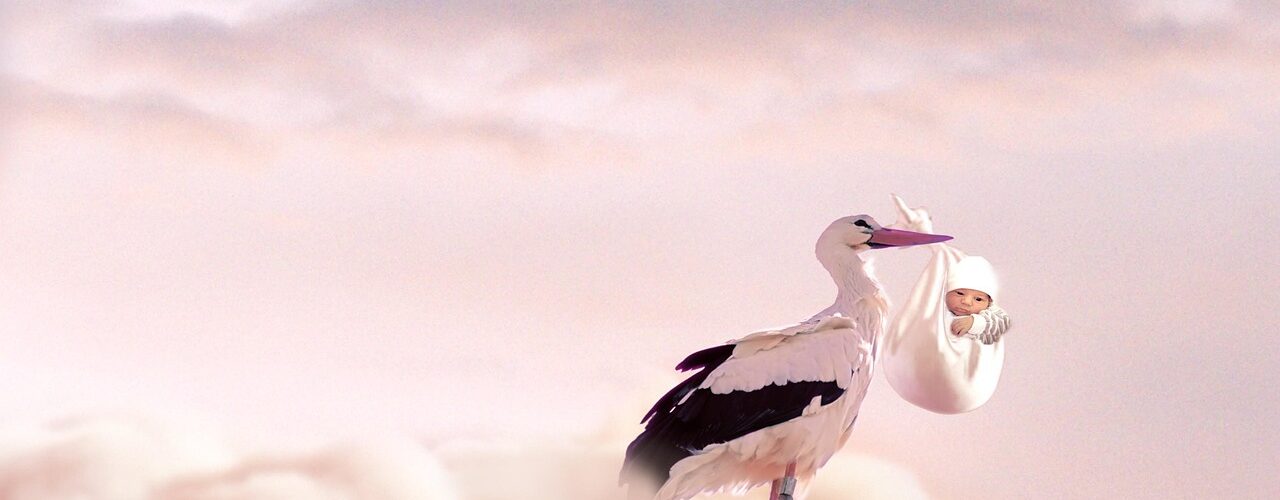 Cigogne avec un bébé