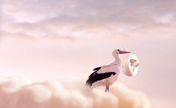 Cigogne avec un bébé