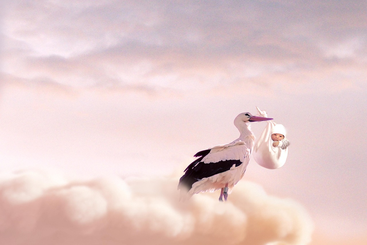Cigogne avec un bébé